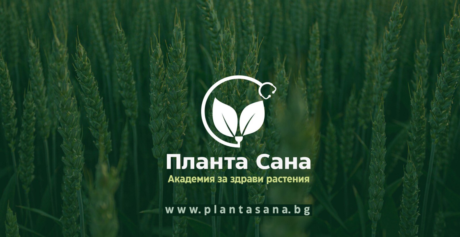 Амитица